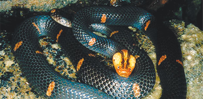 This undated handout picture shows a white-head burmese viper which is among new species discoveries in the Greater Mekong region.   