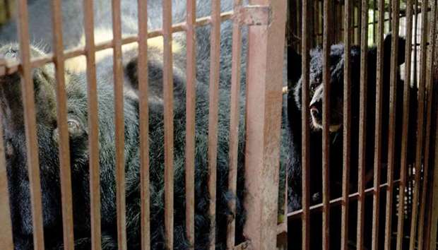 Concern over bears being farmed in cruel conditions for their bile ...