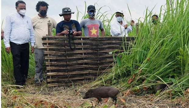 Forest officials look on during the release into the wild of 4 captive-bred pygmy hogs, an endangered species and the world's rarest and smallest wild pigs, at Manas National Park some 146 Km from Guwahati on June 26