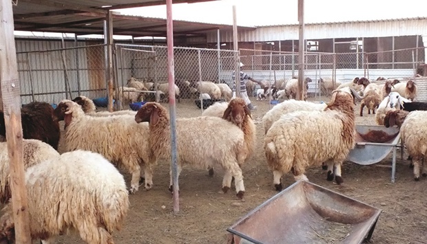 Sheep supply increased by nearly three times during Ramadan this year compared to 2021, and by nine times compared to 2020, the Arrayah report said.