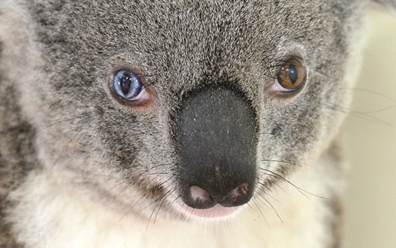 An Australian Zoo photo of Bowie, the koala, with different coloured eyes at the zoo.