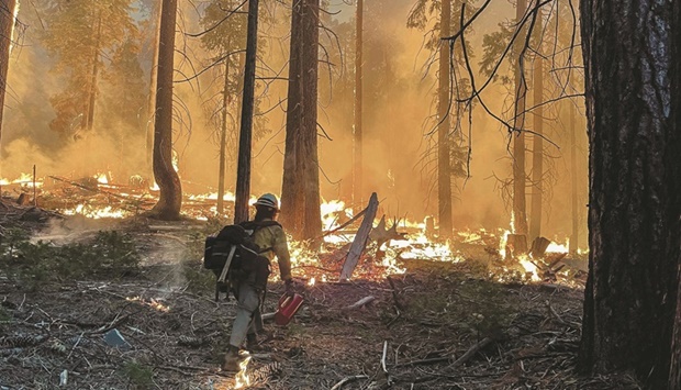 In this photo courtesy of the National Parks Service obtained yesterday, firefighters perform backfire operations while combating the Washburn Fire near the South Entrance of Yosemite National Park, California.