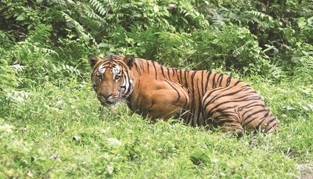 This file photo taken on December 21, 2014 shows a Royal Bengal Tiger pausing as it walks through a jungle clearing in Kaziranga National Park, some 280kms east of Guwahati. (AFP)
