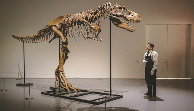 This photo taken on July 5 shows an art handler with the Gorgosaurus skeleton as it is unveiled at Sothebyu2019s in New York.