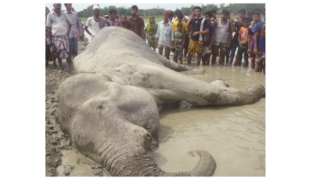 Bangladeshi residents gather around the body of an elephant swept into the country from India by floodwaters in Jamalpur yesterday.