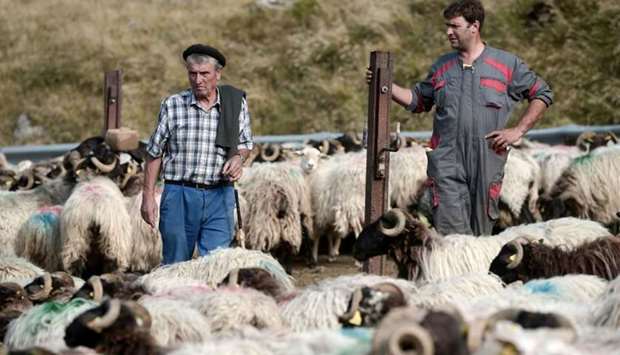 Herdsmen Sebastien Uthurriague (R) and his father Michel watch their Manex sheep in Iraty, Larrau, in the Pyrenees on July 24, 2019. In the 'Ibarrondua kayolar' (shepherd house), at 1300 metres, at the foot of the Mount Orhy, eight herdsmen take turns from June to September to watch some 1,500 sheep and to prevent bear attacks