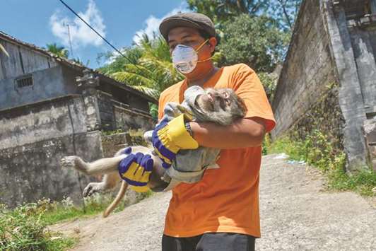 Rescuers Race To Save Animals From Bali Volcano - Gulf Times