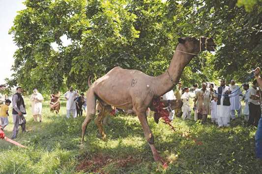 Pakistani Muslim watch the sacrifice of a camel on the second day of the Eid al-Adha festival in Islamabad yesterday.