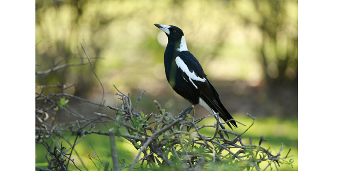 A magpie on a hedge in Sydney.